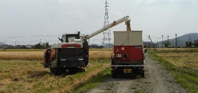 麦を乾燥調製施設へ運搬します。