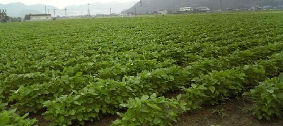 ・サチユタカ・・・高タンパク質品種で、豆腐への加工に適している。